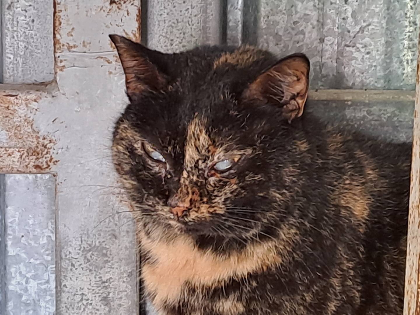 Adozione gatto, femmina, Razza sconosciuta Razza sconosciuta, 5 anni e 1 mese, taglia non valida, Barletta