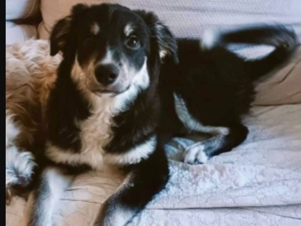 Adozione cane, maschio, Razza sconosciuta Razza sconosciuta, 10 mesi, taglia media, Foggia