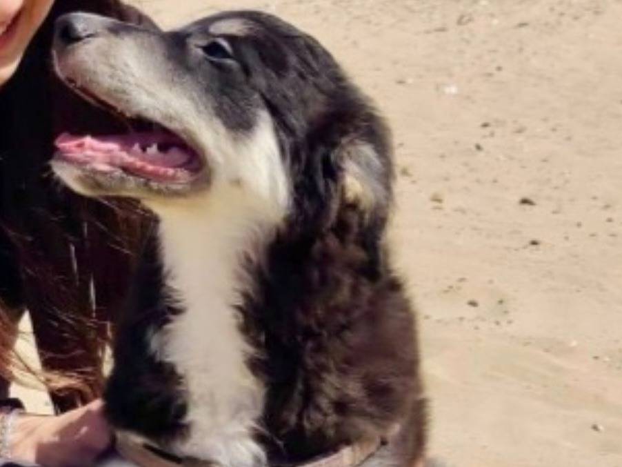 Adotta un cane, maschio, 10 mesi, Foggia