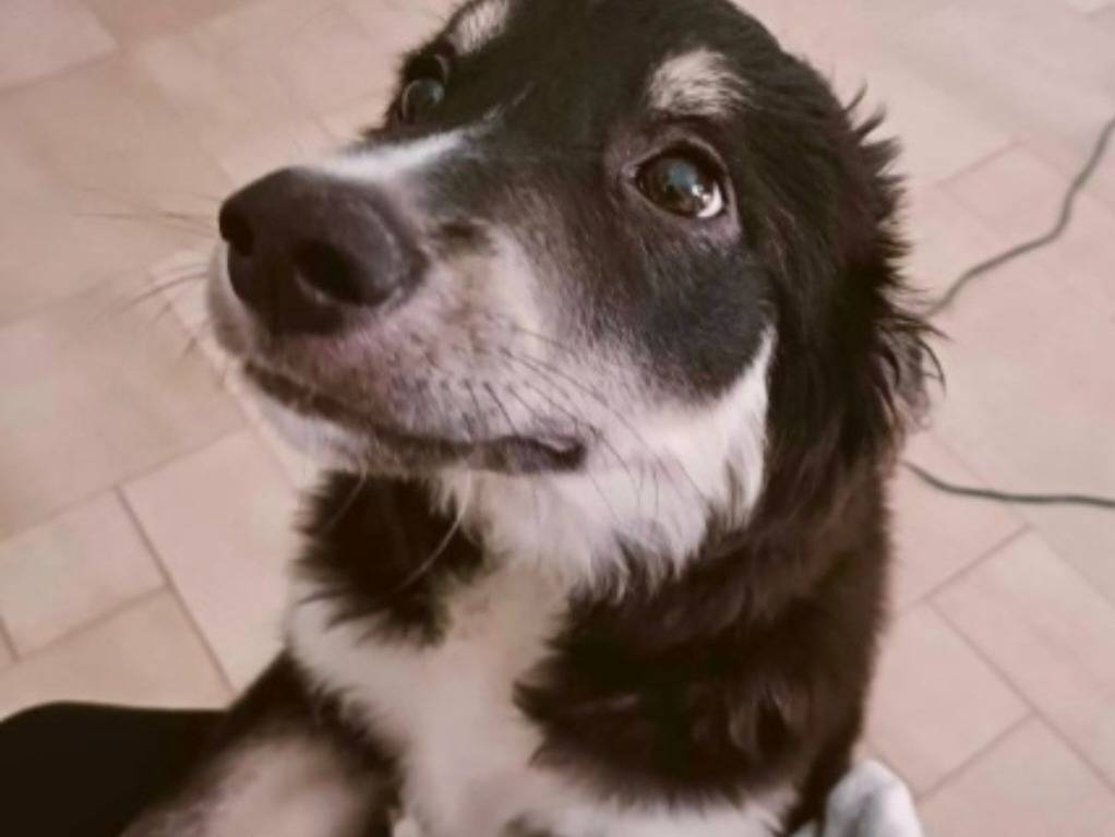 Adotta un cane, taglia media, maschio, Foggia