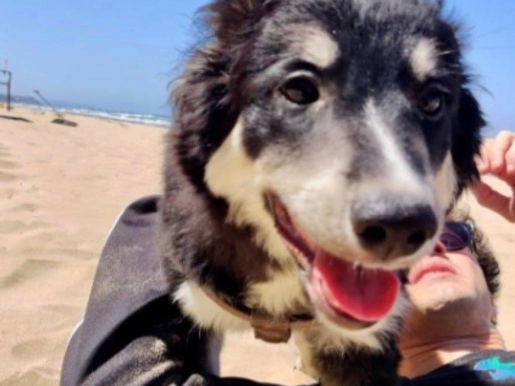 Vuoi adottare un cane a Foggia?