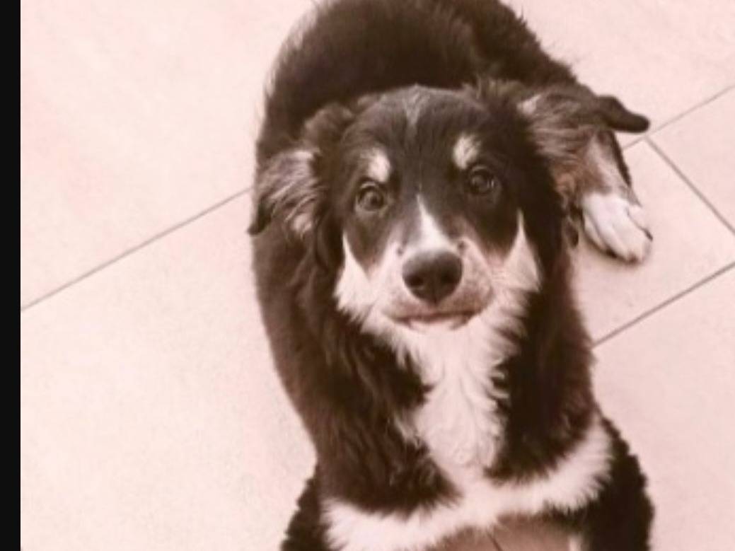 Adotta il cane Kaos a Foggia