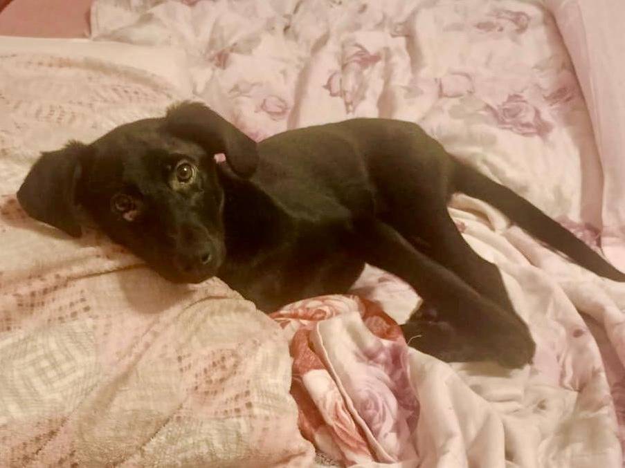 Adozione cane, femmina, Razza sconosciuta Razza sconosciuta, 1 mesi, taglia media contenuta, Pavia