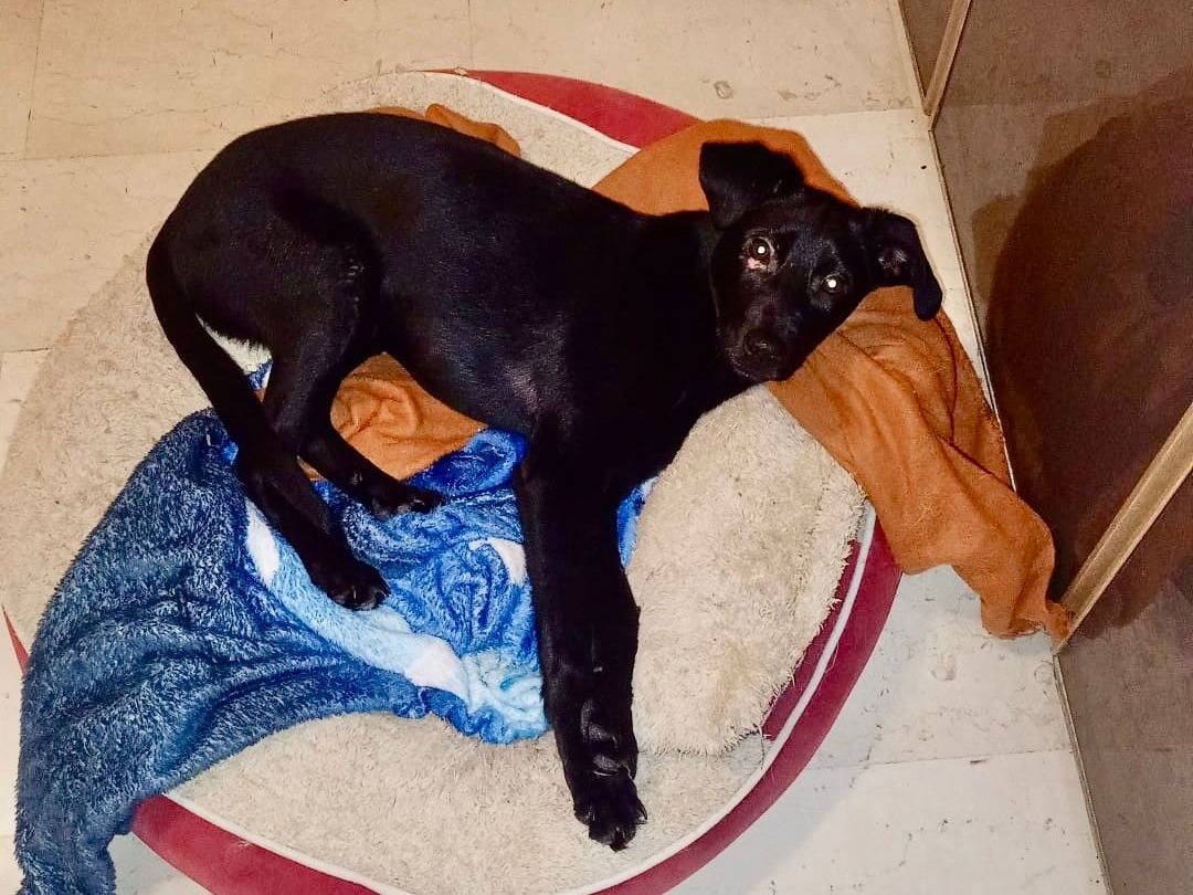 Adotta un cane, femmina, 1 mesi, Pavia