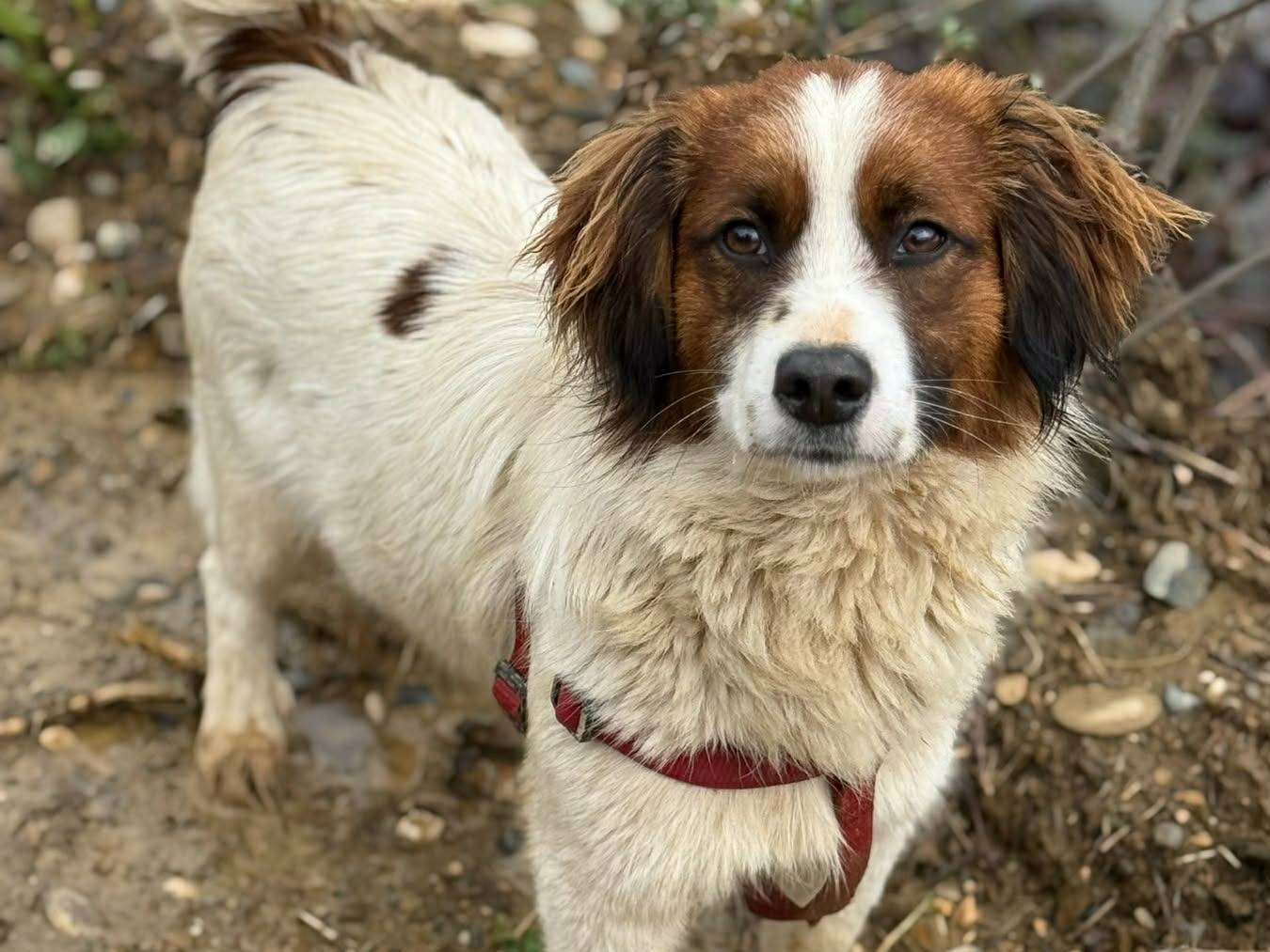 Adozione cane, maschio, Razza sconosciuta Razza sconosciuta, 11 mesi, taglia piccola, Firenze