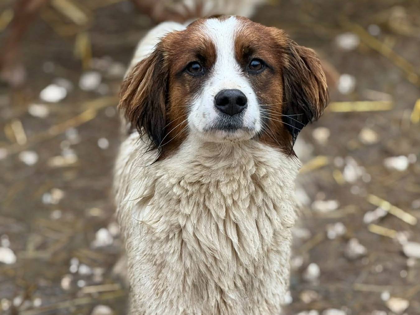 Adotta un cane, taglia piccola, maschio, Firenze