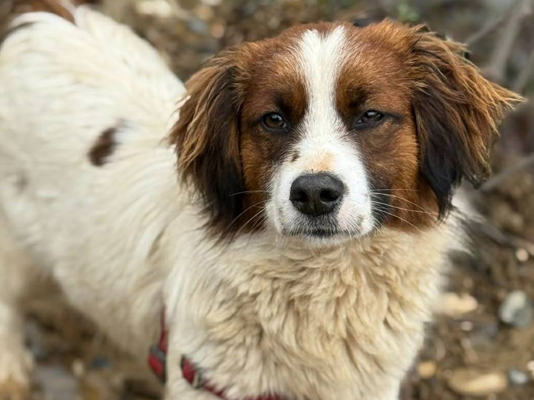 Vuoi adottare un cane a Firenze?