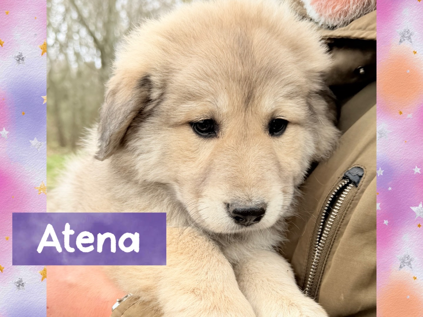 Adozione cane, femmina, Razza sconosciuta Razza sconosciuta, 2 mesi, taglia grande, Catanzaro
