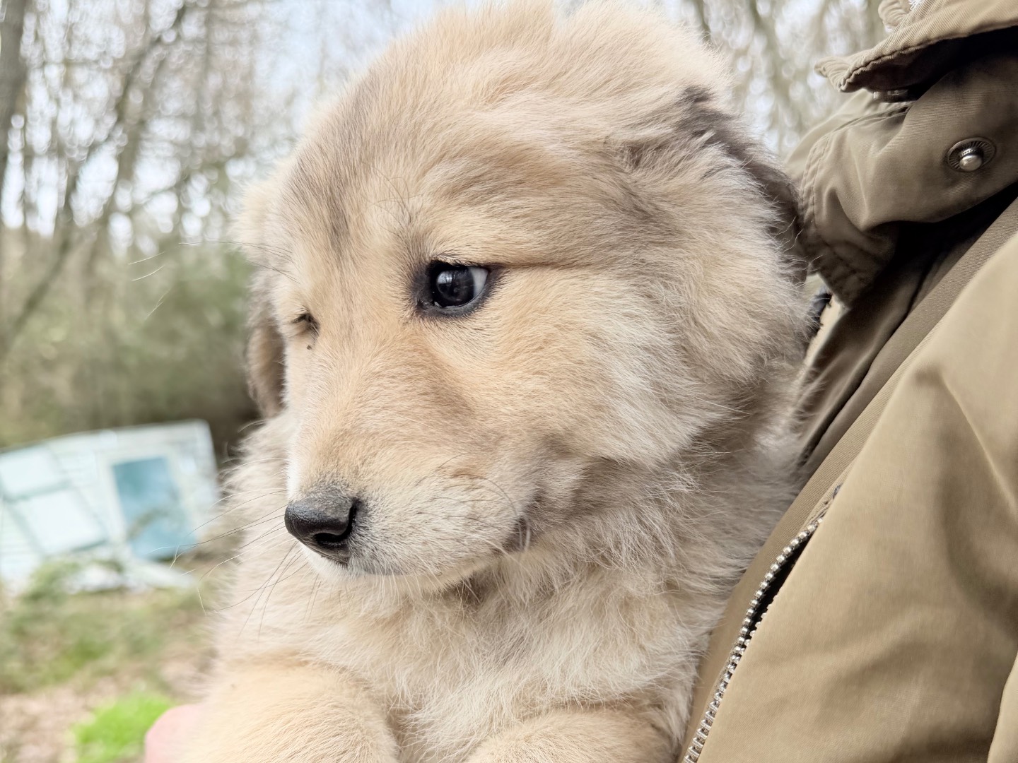 Adotta un cane, femmina, 2 mesi, Catanzaro