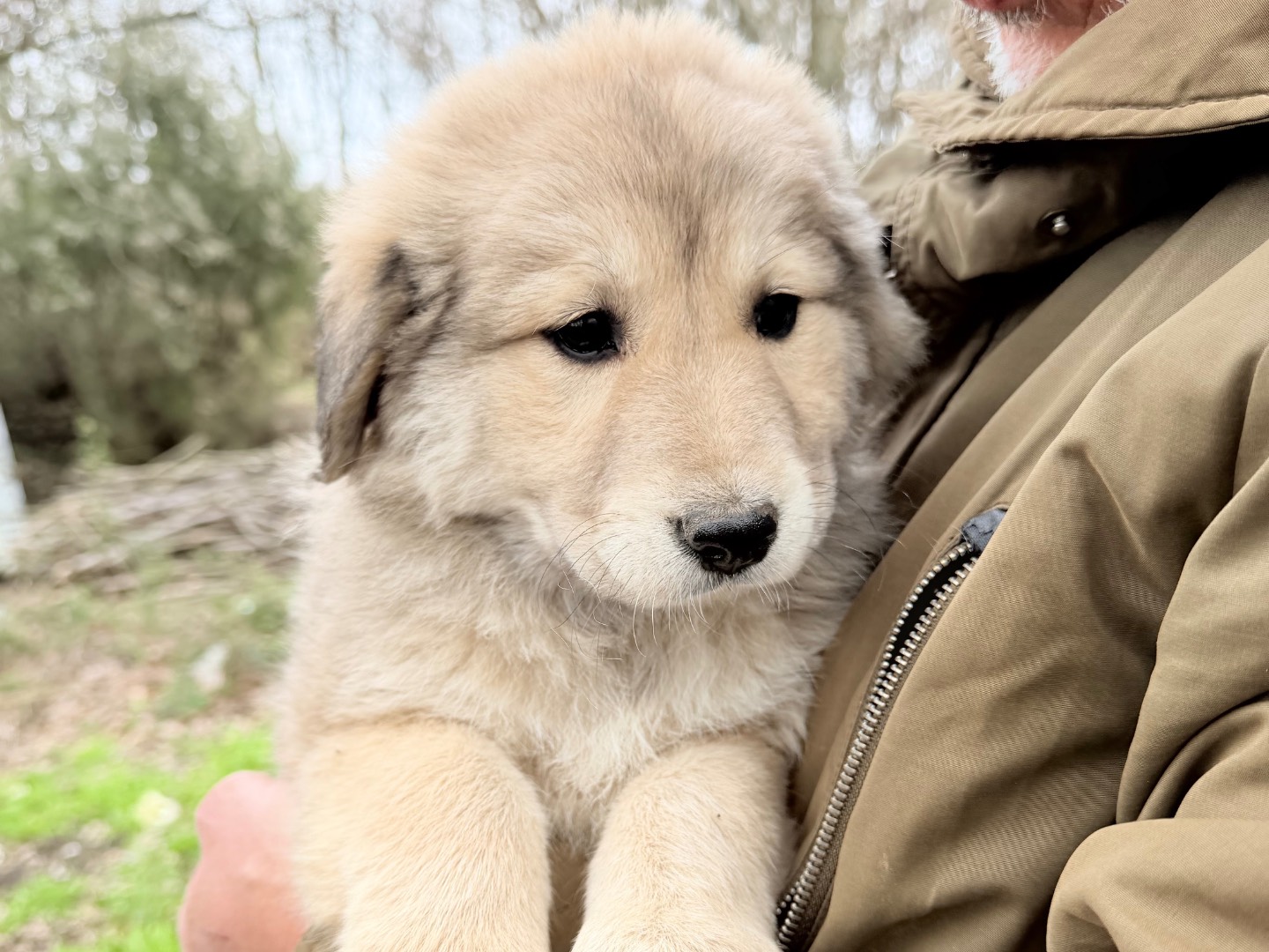 Adotta un cane, taglia grande, femmina, Catanzaro