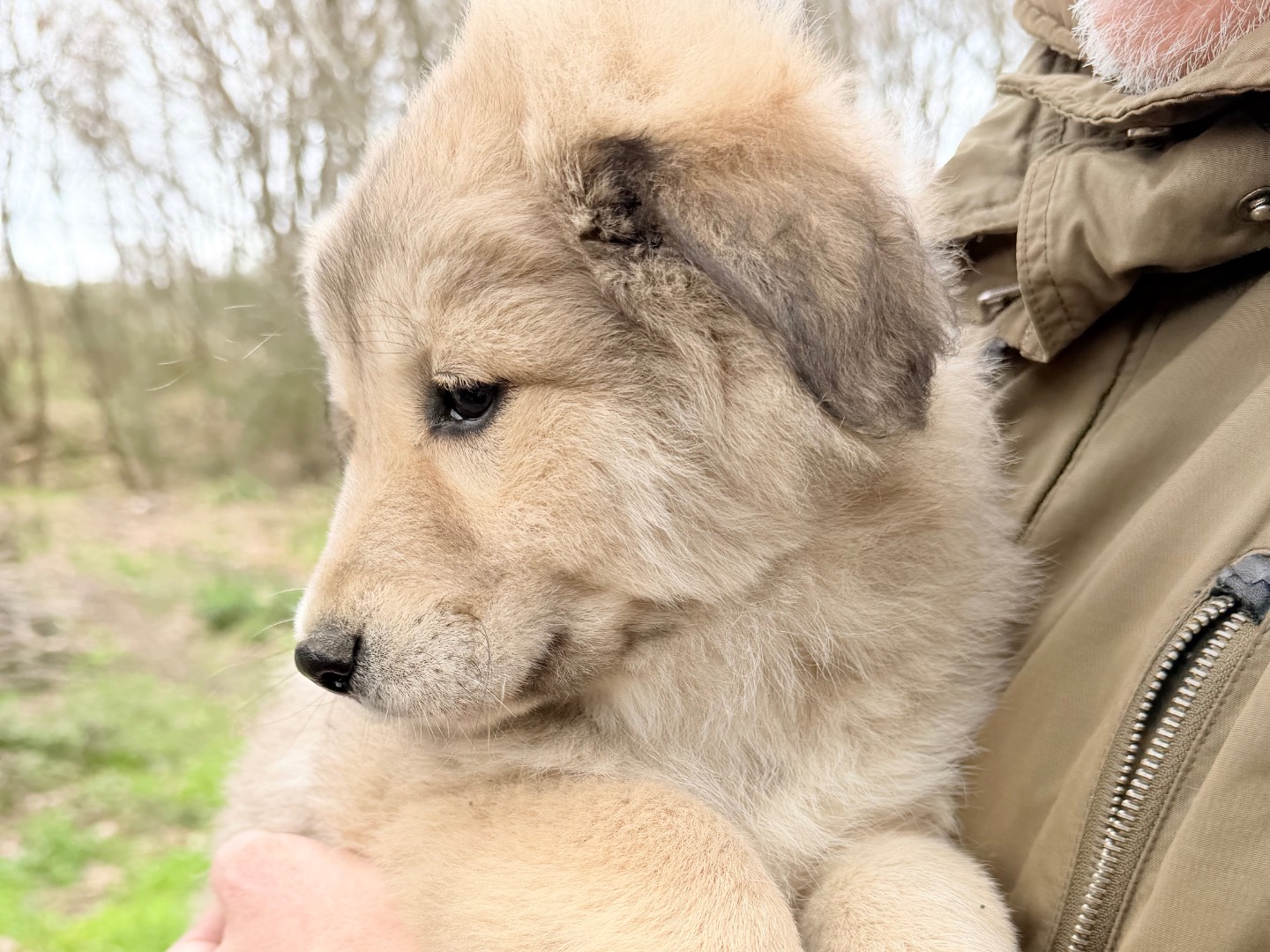 Adotta il cane Atena a Catanzaro
