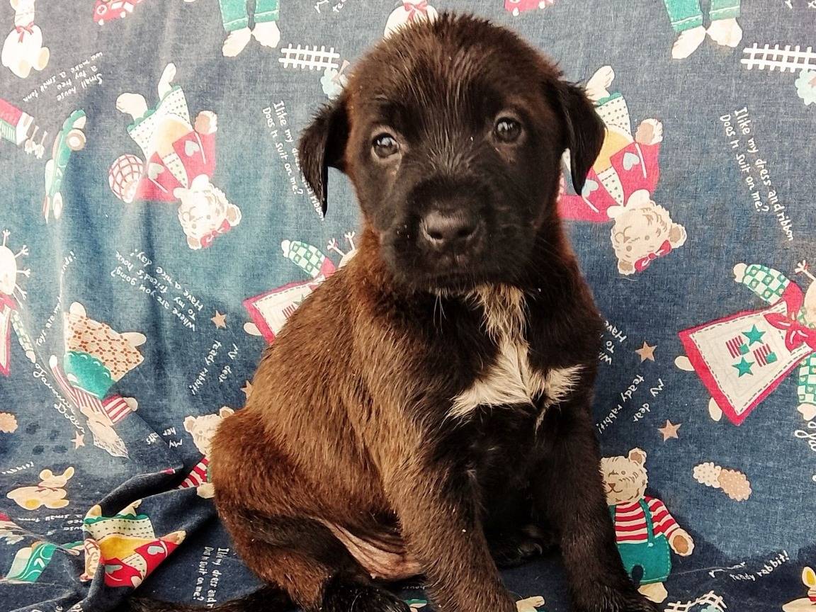 Adozione cane, femmina, Razza sconosciuta Razza sconosciuta, 2 mesi, taglia media, Siracusa