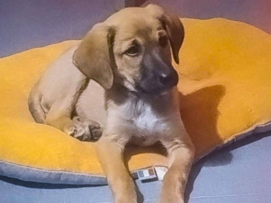 Adotta un cane, maschio, 3 mesi, Crotone