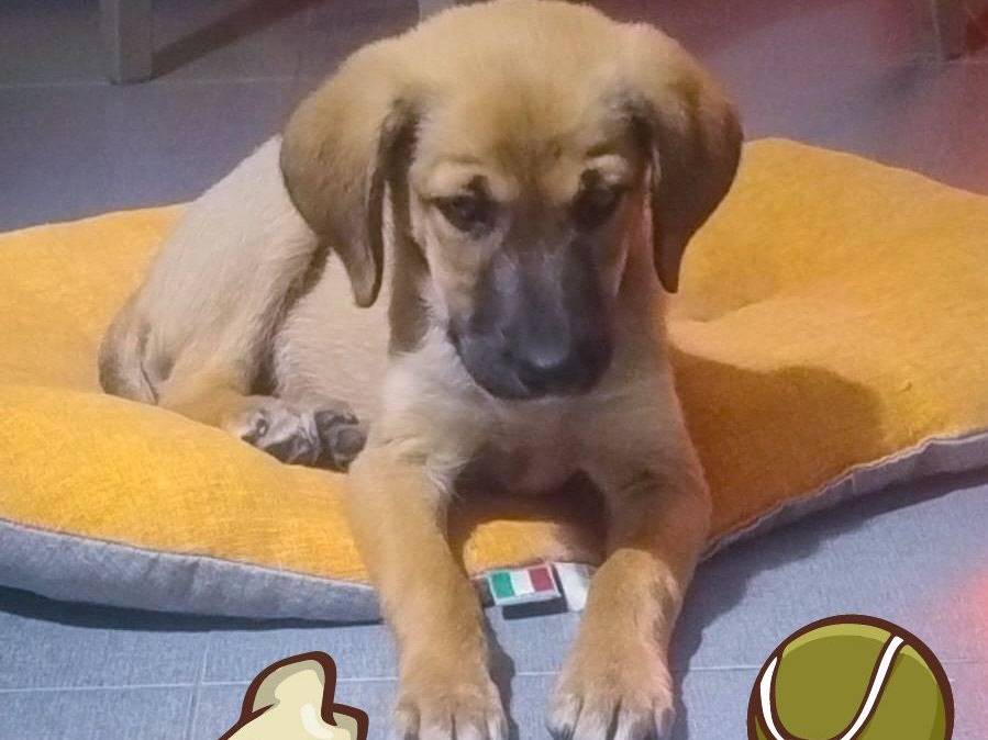 Adotta un cane, taglia media contenuta, maschio, Crotone