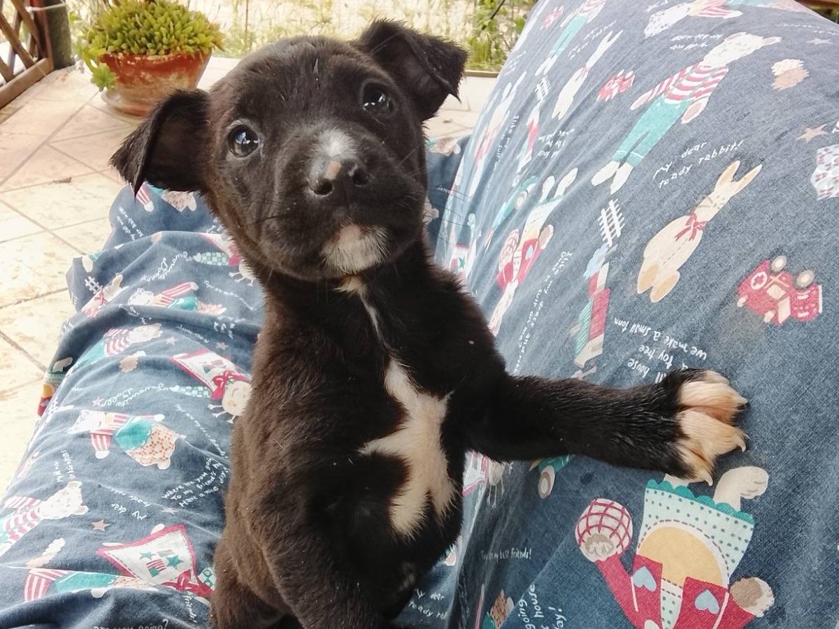 Adozione cane, maschio, Razza sconosciuta Razza sconosciuta, 2 mesi, taglia media, Siracusa