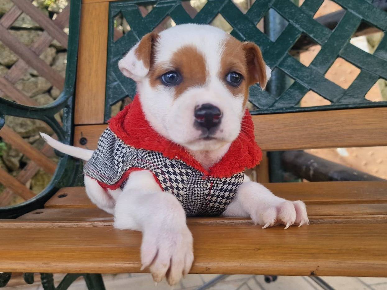 Adotta un cane, taglia media, femmina, Siracusa