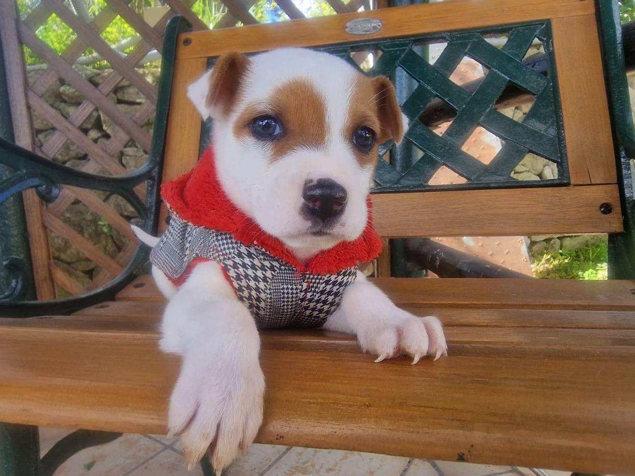 Vuoi adottare un cane a Siracusa?