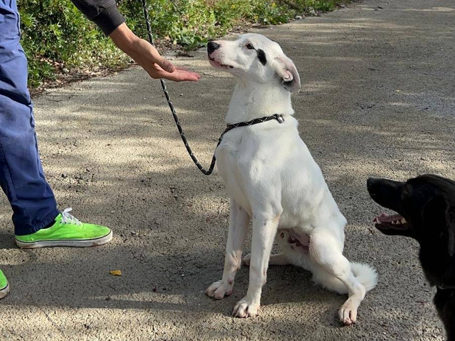 Adotta un cane, taglia media contenuta, maschio, Latina
