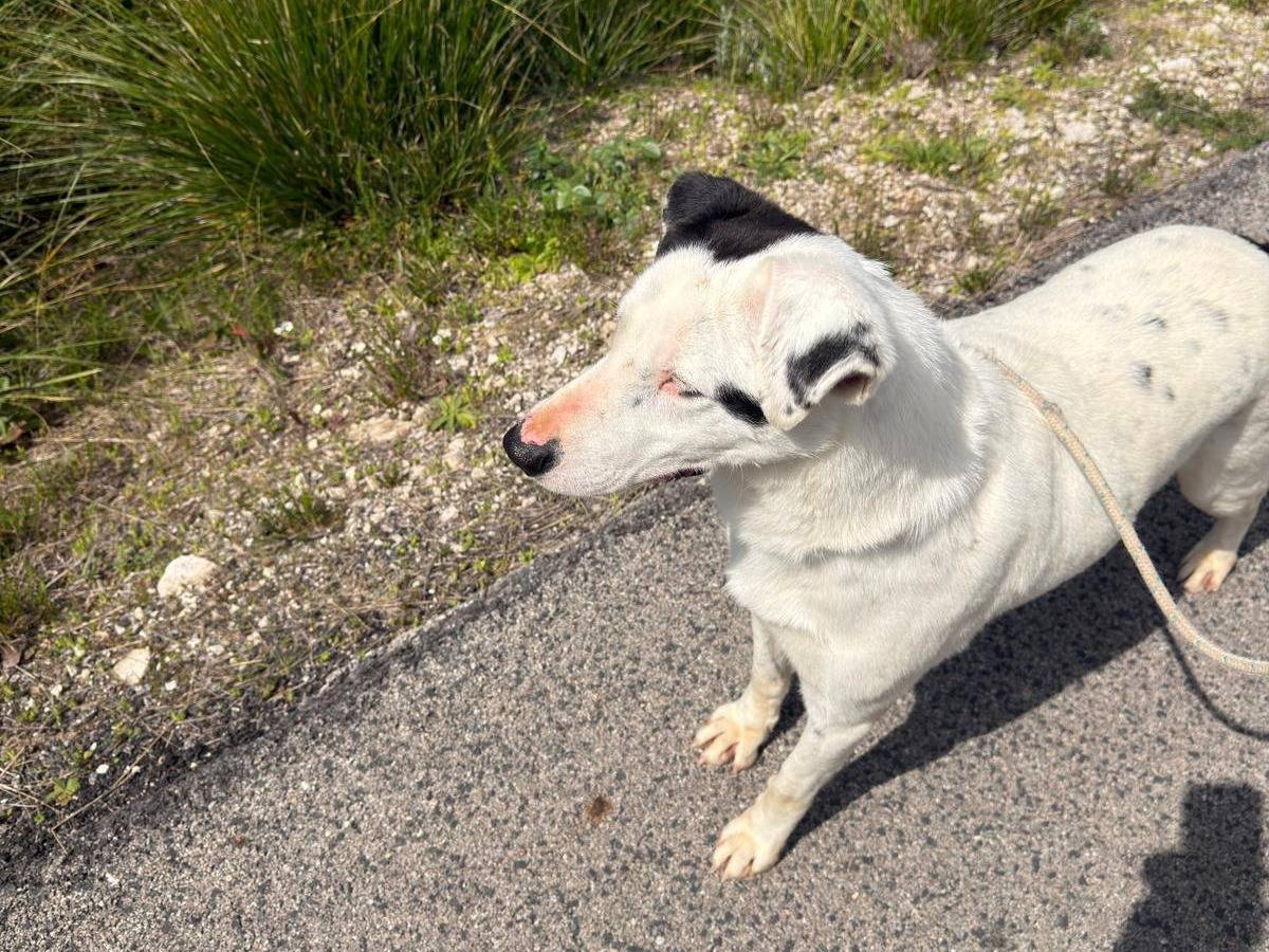 Vuoi adottare un cane a Latina?
