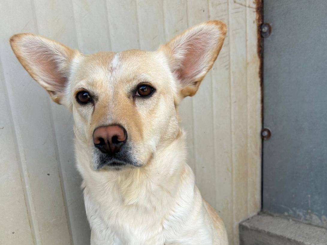 Adozione cane, femmina, Razza sconosciuta Razza sconosciuta, 1 anno e 2 mesi, taglia media contenuta, Trapani