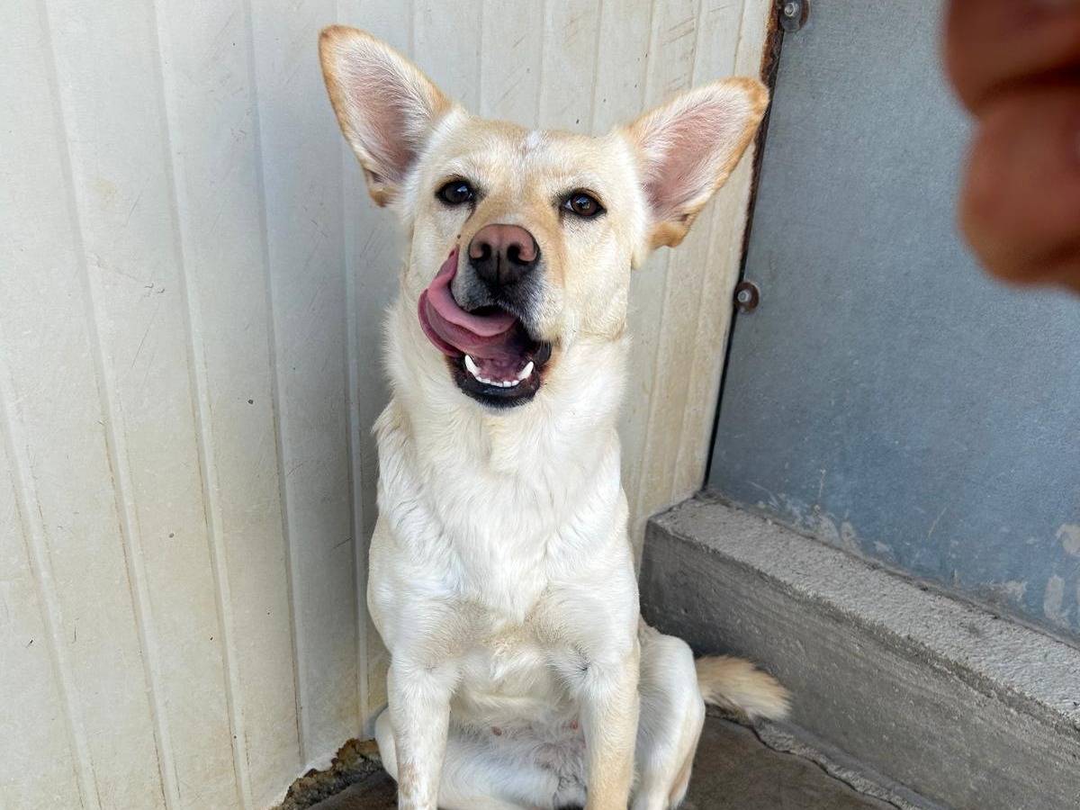 Adotta un cane, femmina, 1 anno e 2 mesi, Trapani