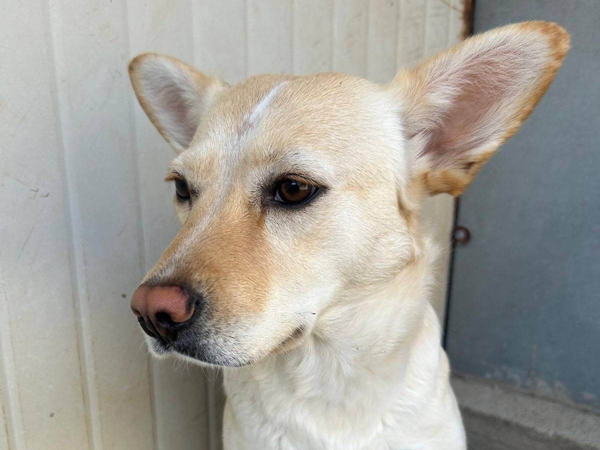 Adotta un cane, taglia media contenuta, femmina, Trapani