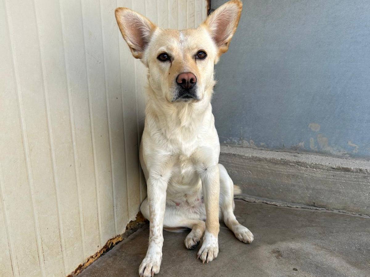 Adotta il cane Ivy a Trapani