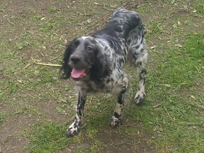 Adotta un cane, femmina, 1 anno e 10 mesi, Caserta