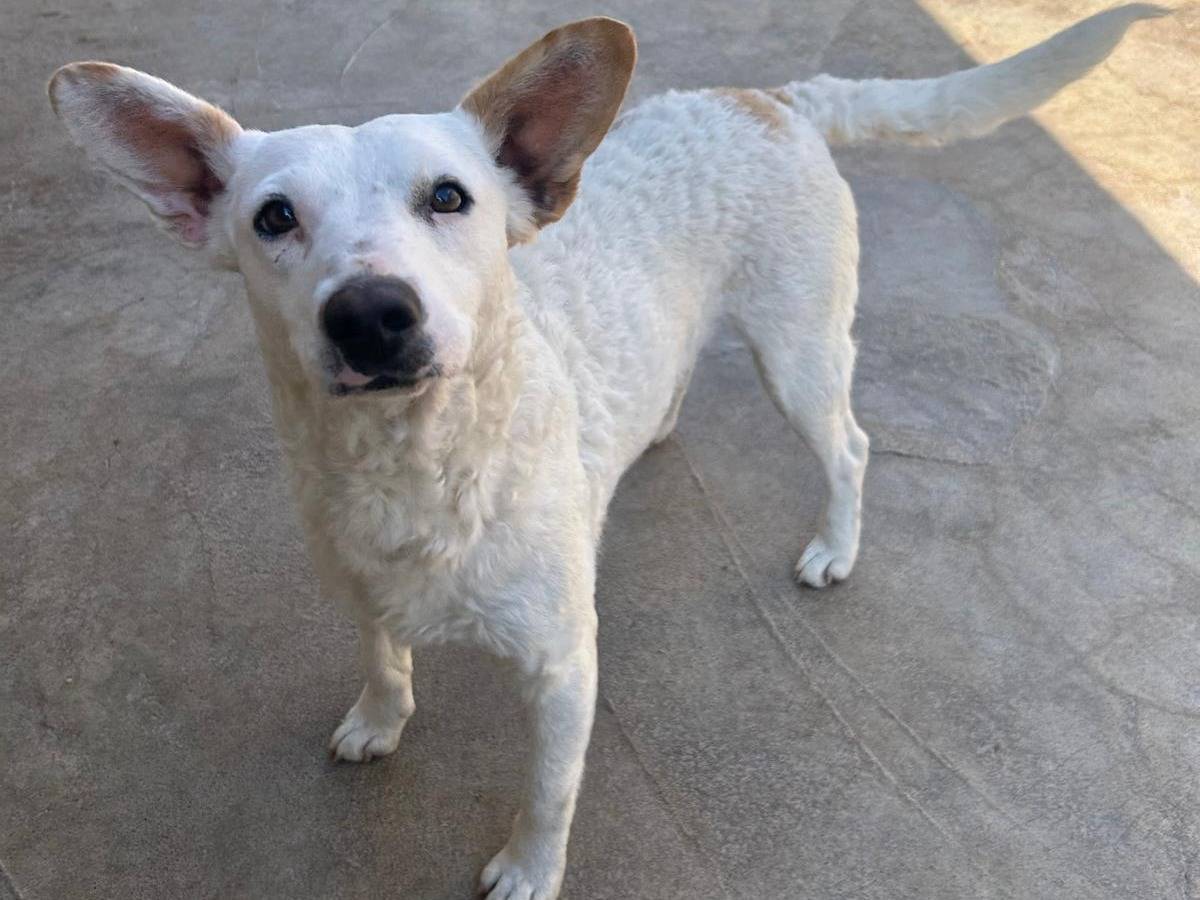 Adozione cane, femmina, Razza sconosciuta Razza sconosciuta, 11 mesi, taglia media contenuta, Trapani