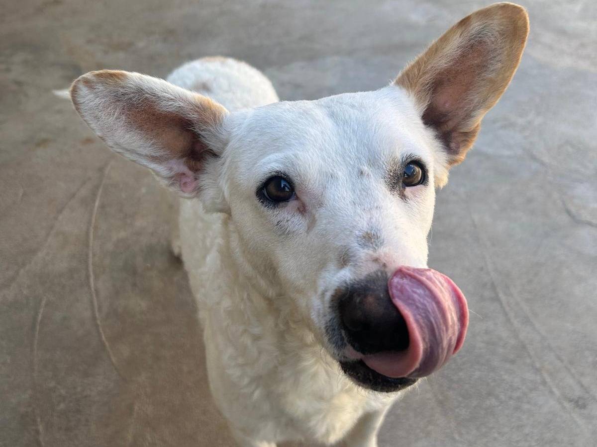 Adotta un cane, femmina, 11 mesi, Trapani