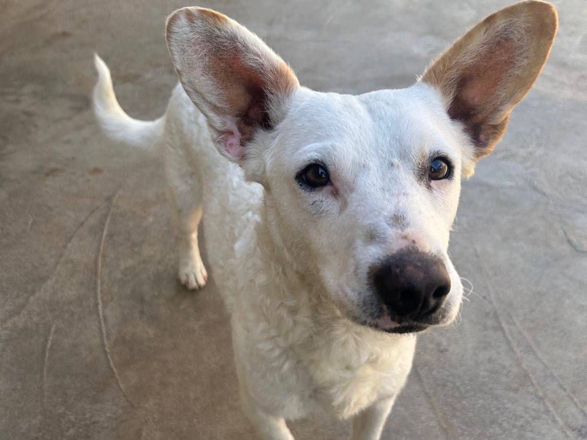 Adotta un cane, taglia media contenuta, femmina, Trapani