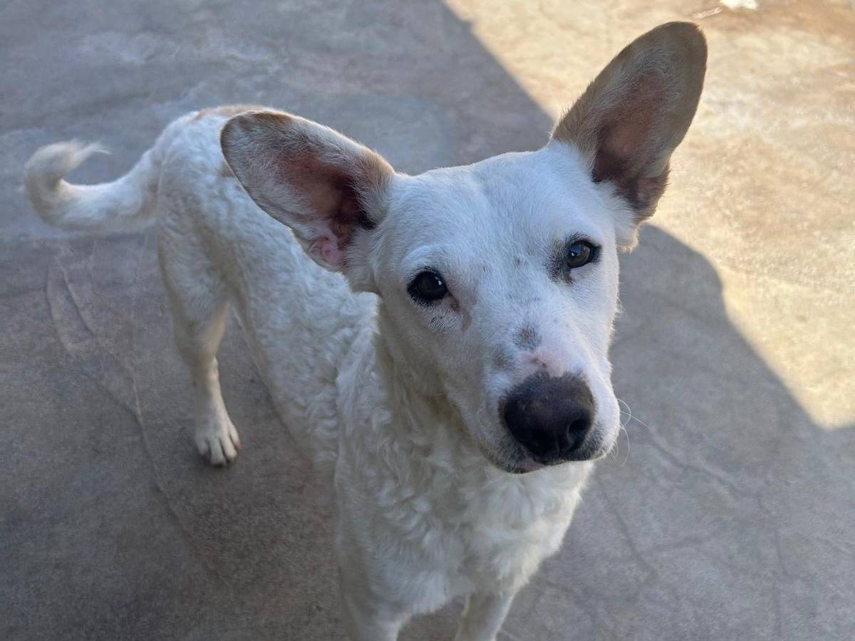 Vuoi adottare un cane a Trapani?