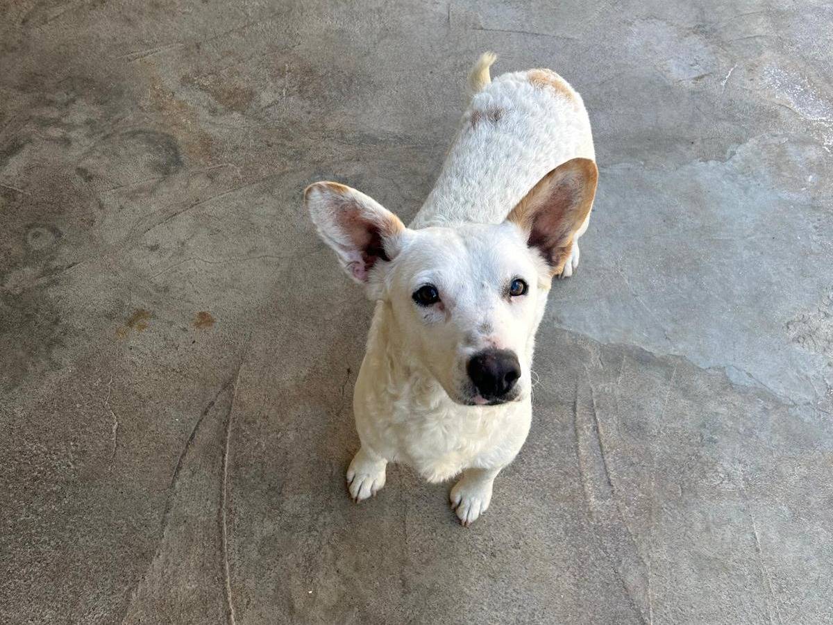 Adotta il cane Aura a Trapani