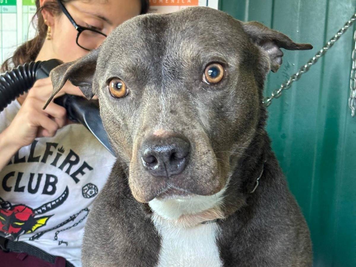 Adotta un cane, femmina, 7 anni e 2 mesi, Pisa