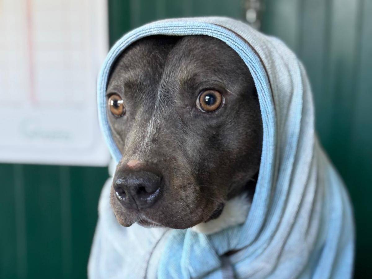 Vuoi adottare un cane a Pisa?