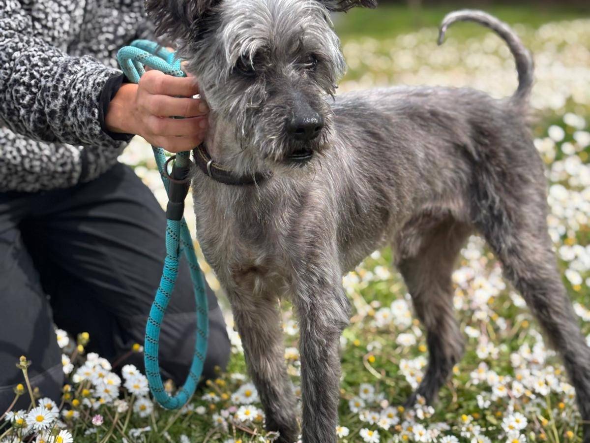 Adozione cane, maschio, Razza sconosciuta Razza sconosciuta, 15 anni e 2 mesi, taglia piccola, Pisa