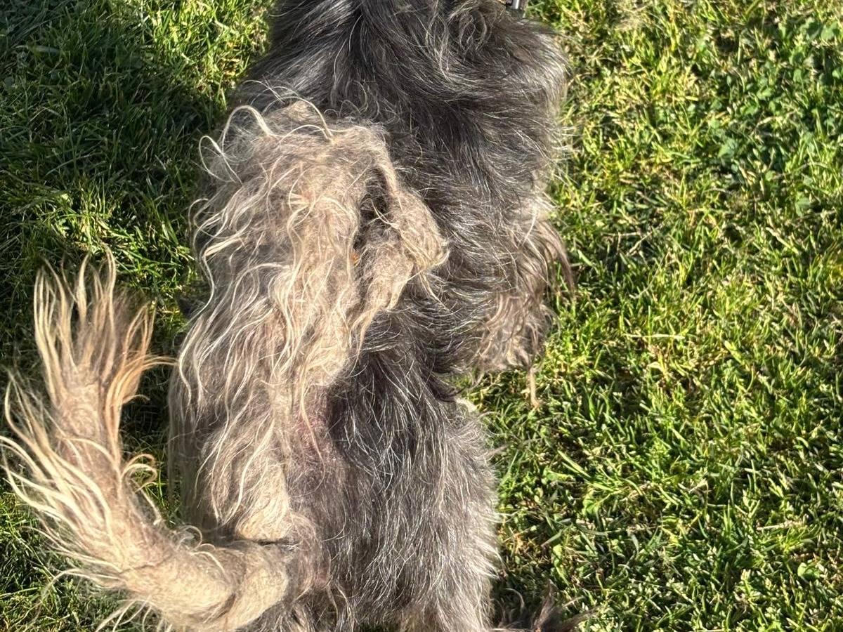 Adotta un cane, maschio, 15 anni e 2 mesi, Pisa