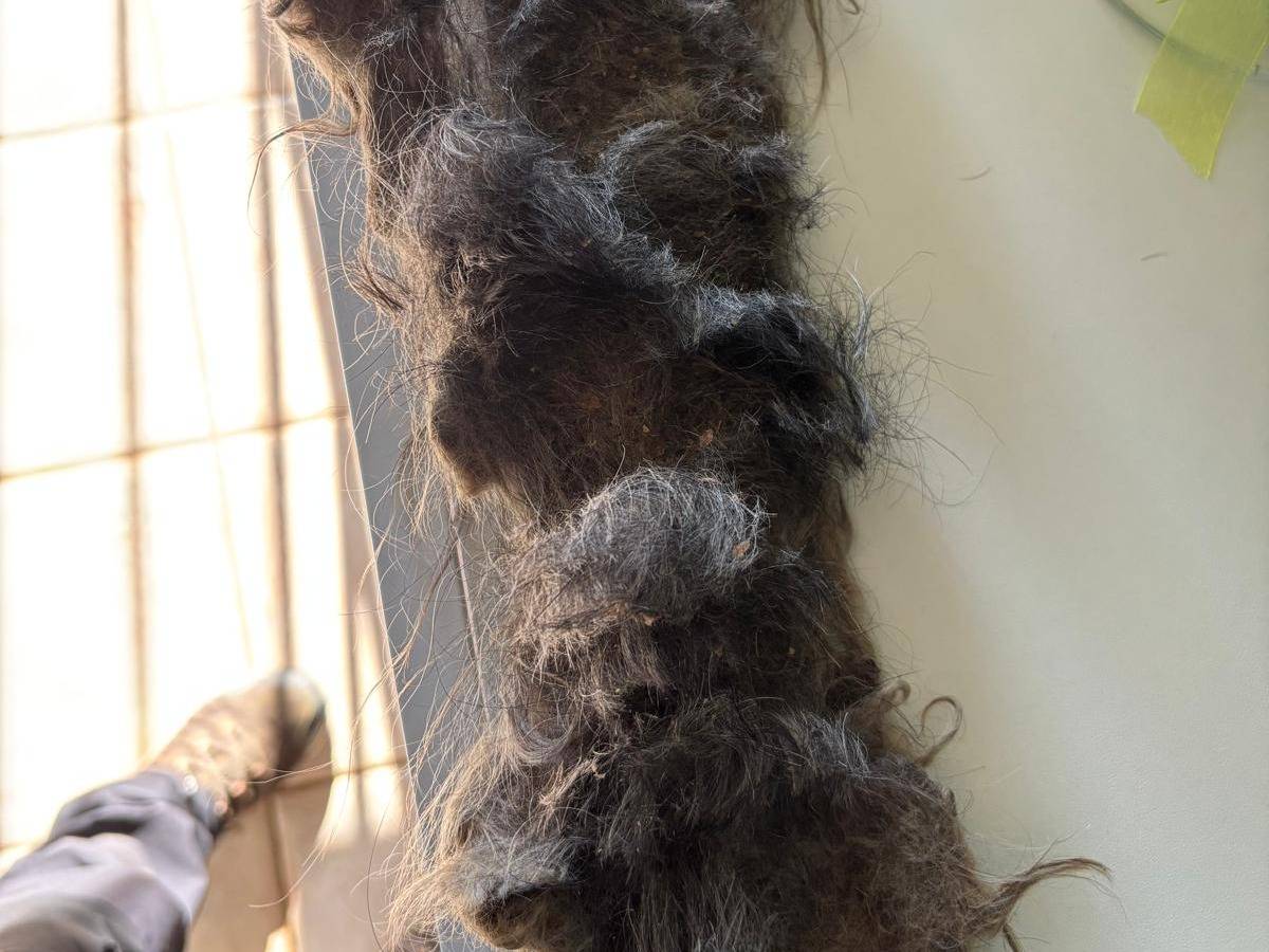 Adotta un cane, taglia piccola, maschio, Pisa