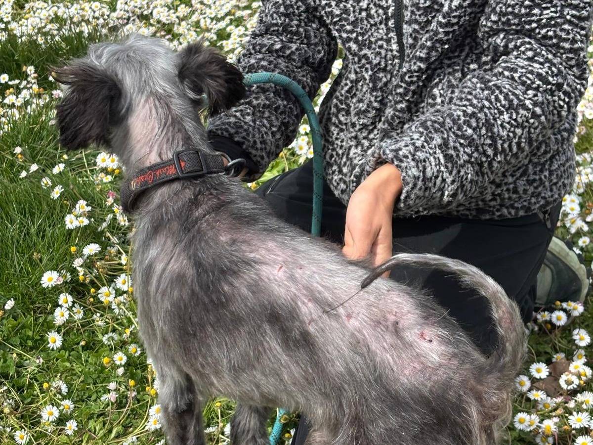 Vuoi adottare un cane a Pisa?