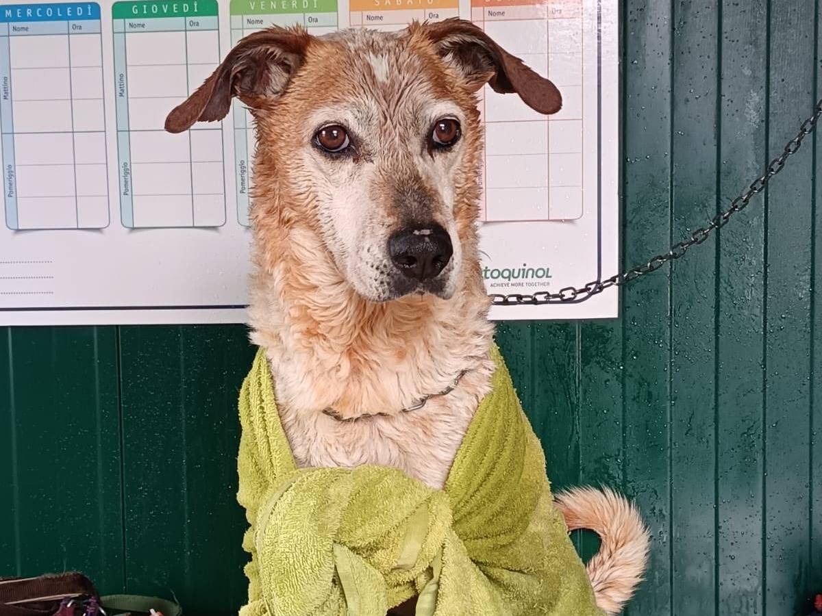 Adozione cane, maschio, Razza sconosciuta Razza sconosciuta, 12 anni e 2 mesi, taglia media, Pisa