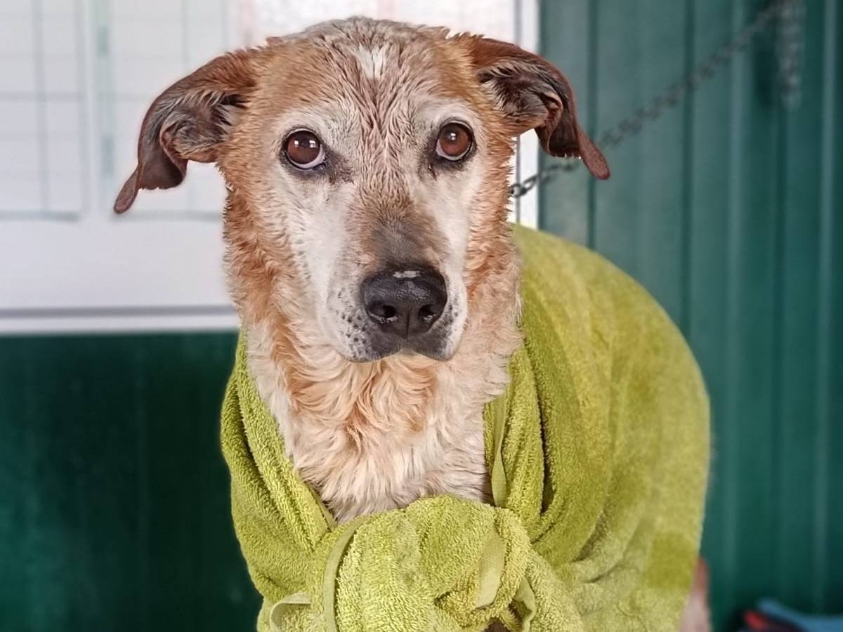 Adotta un cane, maschio, 12 anni e 2 mesi, Pisa