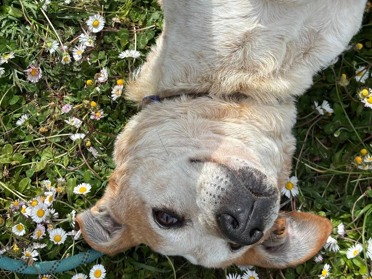 Adotta un cane, taglia media, maschio, Pisa