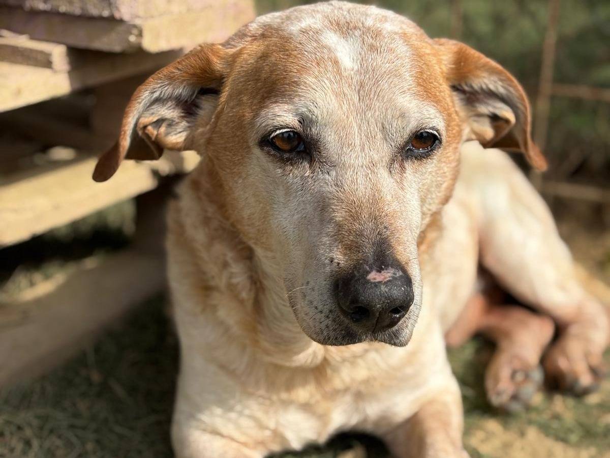 Vuoi adottare un cane a Pisa?