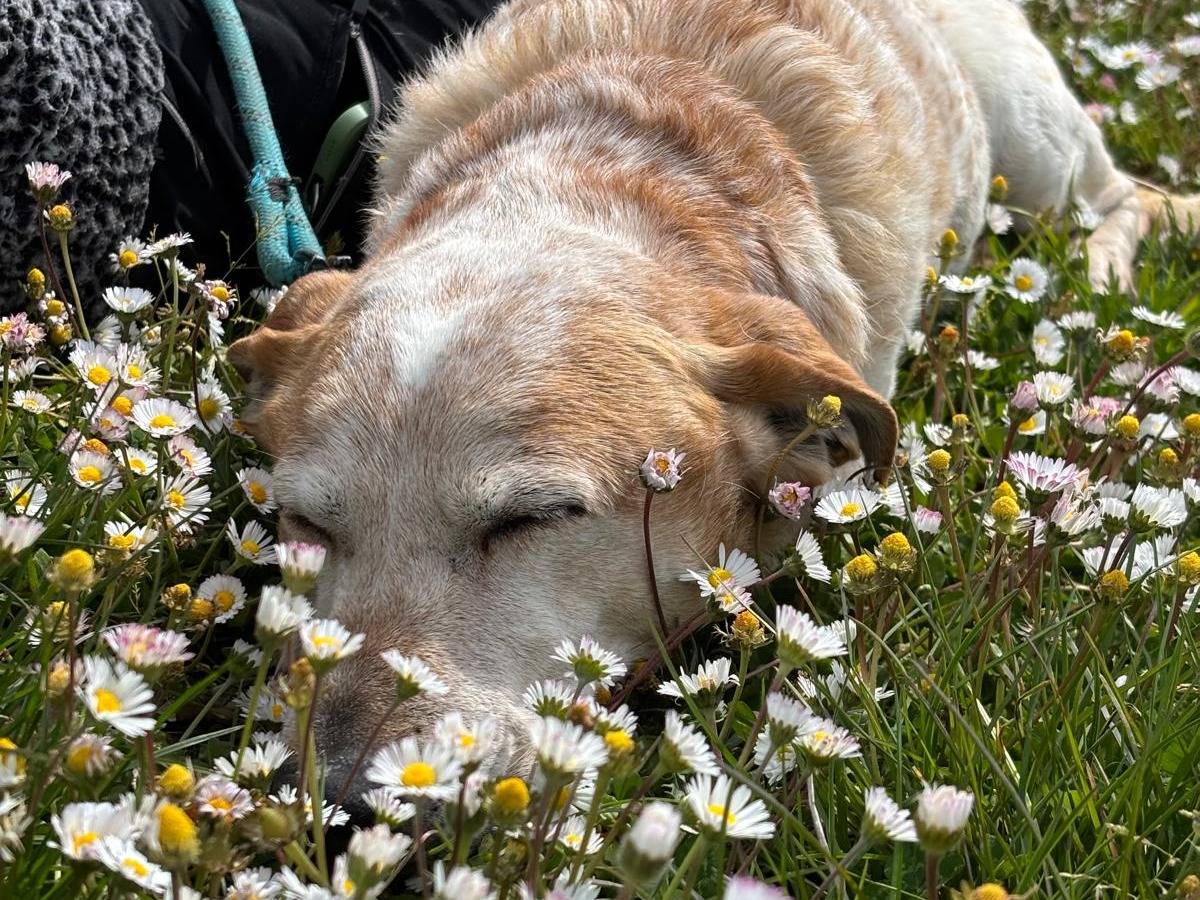 Adotta il cane Pallino a Pisa