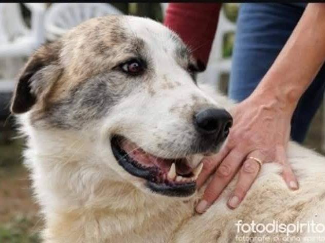 Adozione cane, femmina, Pastore maremmano Razza sconosciuta, 6 anni e 2 mesi, taglia gigante, Cuneo