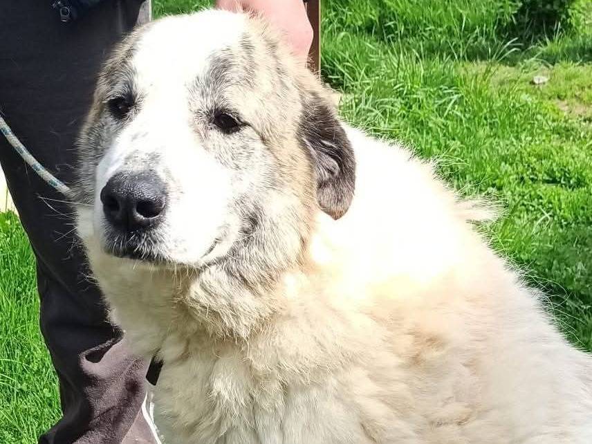 Adotta un cane, femmina, 6 anni e 2 mesi, Cuneo