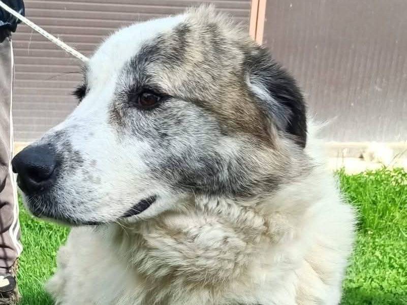 Adotta un cane, taglia gigante, femmina, Cuneo