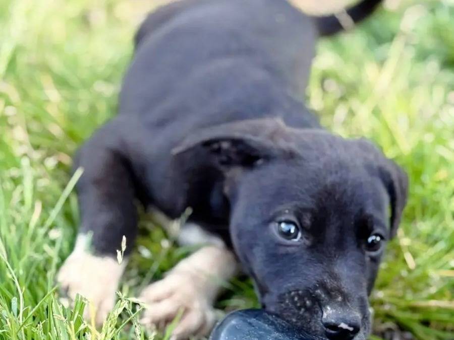 Adozione cane, maschio, Razza sconosciuta Razza sconosciuta, 3 mesi, taglia media, Varese