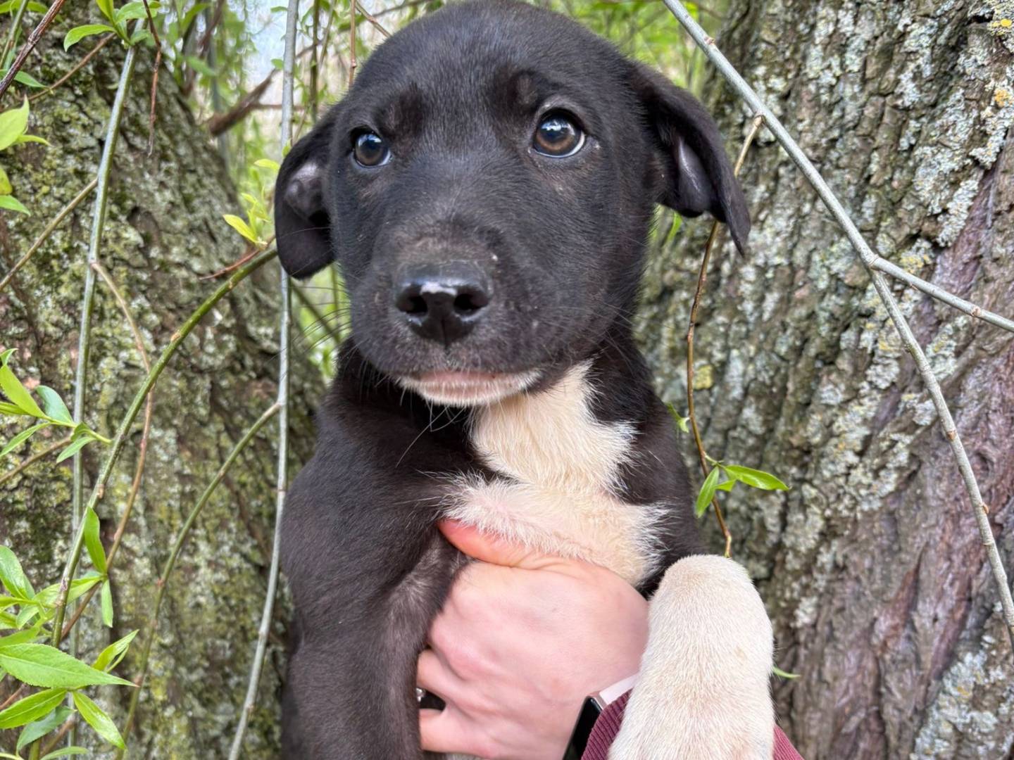 Adotta un cane, taglia media, maschio, Varese