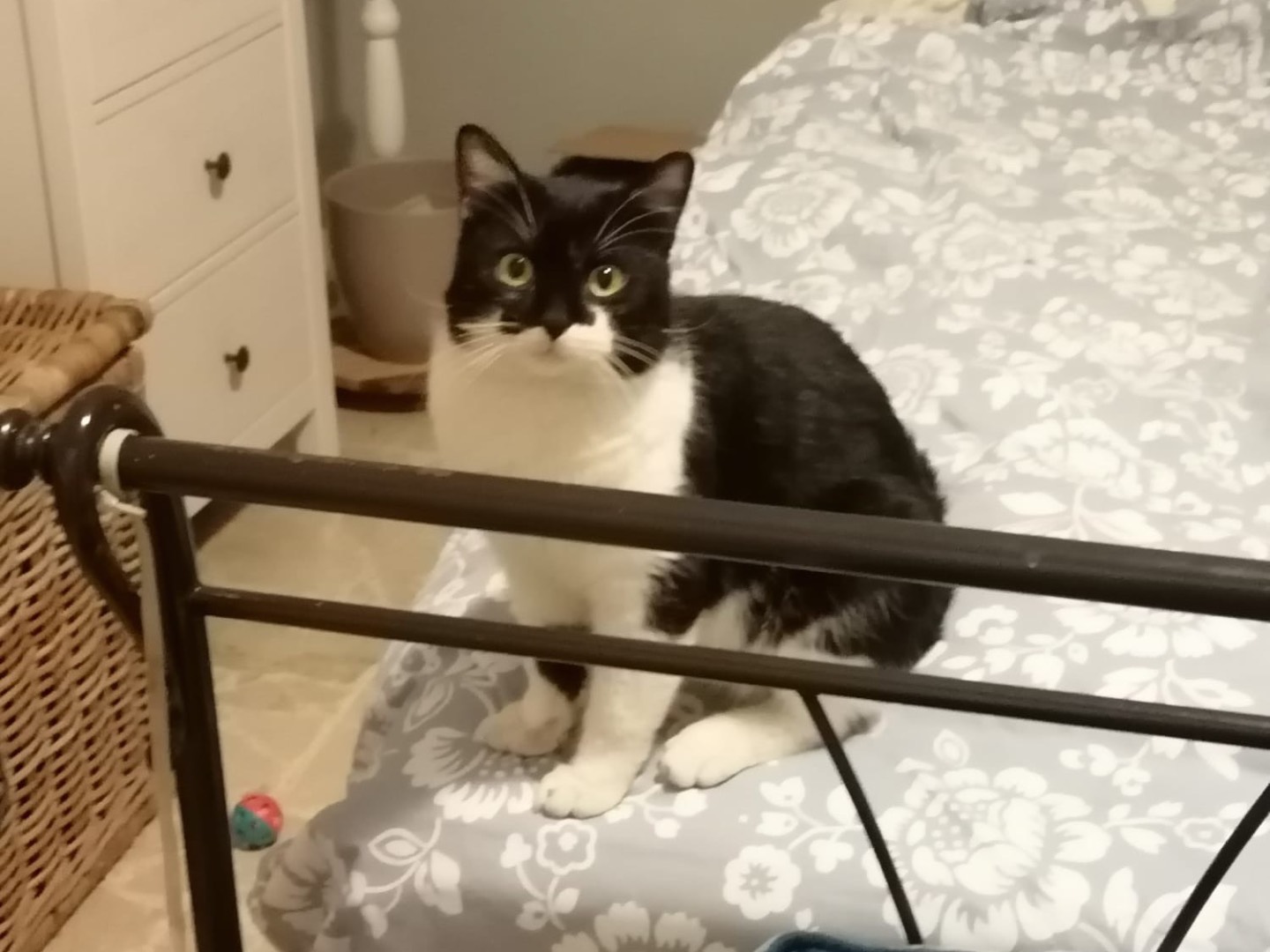 Adotta un gatto, maschio, 1 anno e 2 mesi, Lecco